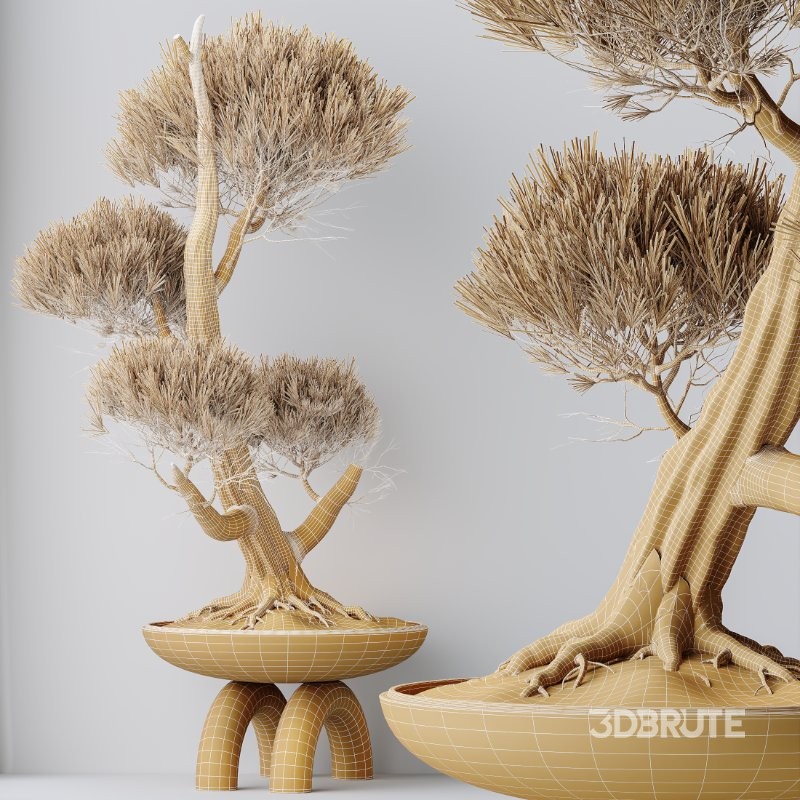 AV Indoor Plants Set 421 Ficus Microcarpa Bonsai Ginseng and Bonsai Pinus Pentaphylla Thunbergii Image 6