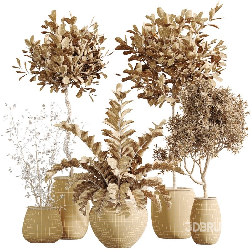 AV Indoor Plants Set 417 Olive Tree and Ficus microcarpa and Zamioculcas Zamiifolia and Ficus Marginata Image 6