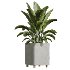 AV Indoor Plants Set 420 Alnus Glutinosa Alder and Arbequina Olive and Banana Strelitzia Nicolai - Thumbnail 8