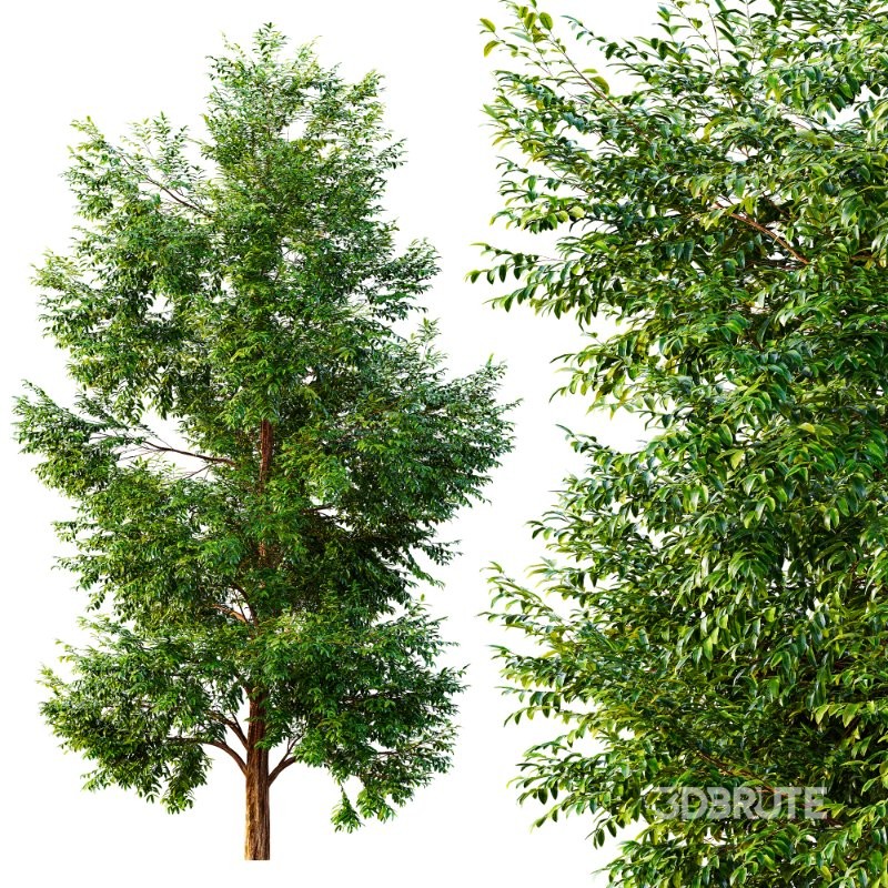 AV Black locust and Canadian Poplar 2 Trees Image 2