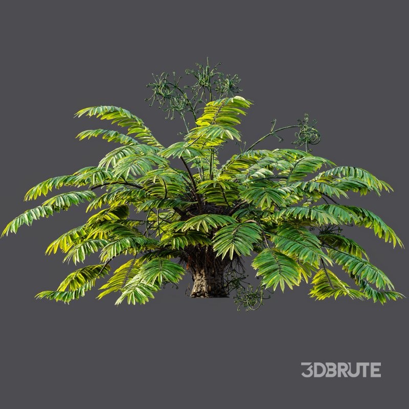 AV Angiopteris Fokiensis Fern Forest and Rhapis Excelsa Image 5