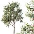 AV Plants Cerasus Pseudocerasus Cherry Version02 - Thumbnail 3