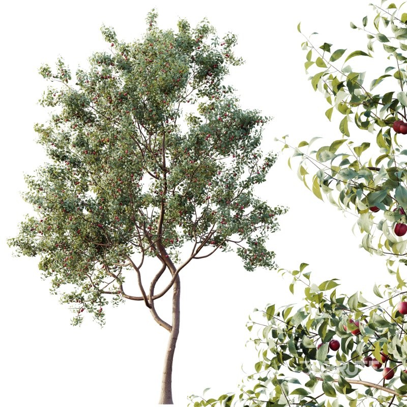 AV Plants Cerasus Pseudocerasus Cherry Version02 Image 3