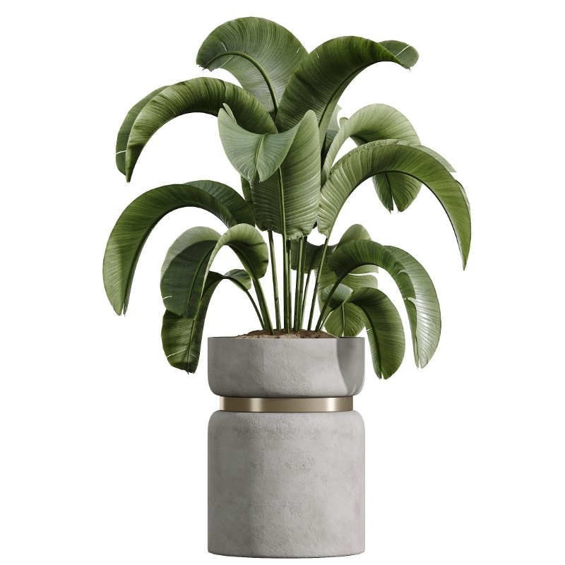 AV HousePlants set 419 Ficus Marginata and Japandi Minimalism and Banana Nicolai and Ficus lyrate Image 4