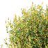 Spirea Japanese Bushes 04 - Thumbnail 6