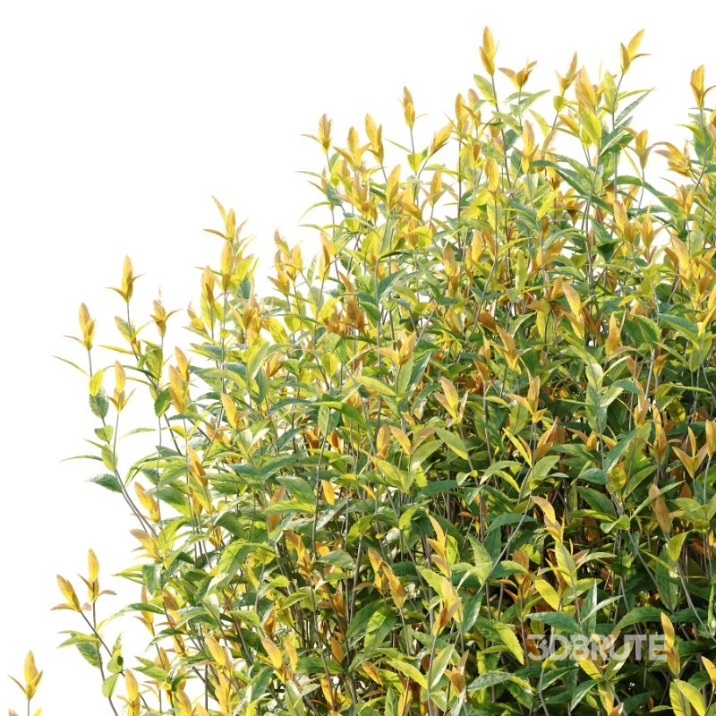 Spirea Japanese Bushes 04 Image 6