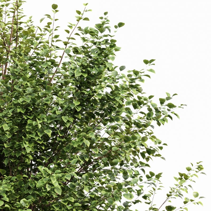 AV Black locust and Canadian Poplar 2 Trees Image 3