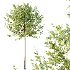 Diffrent Tree Tilia platyphyllos Celtis australis - Thumbnail 4