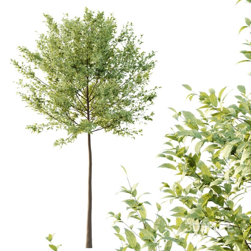 Diffrent Tree Tilia platyphyllos Celtis australis Image 4