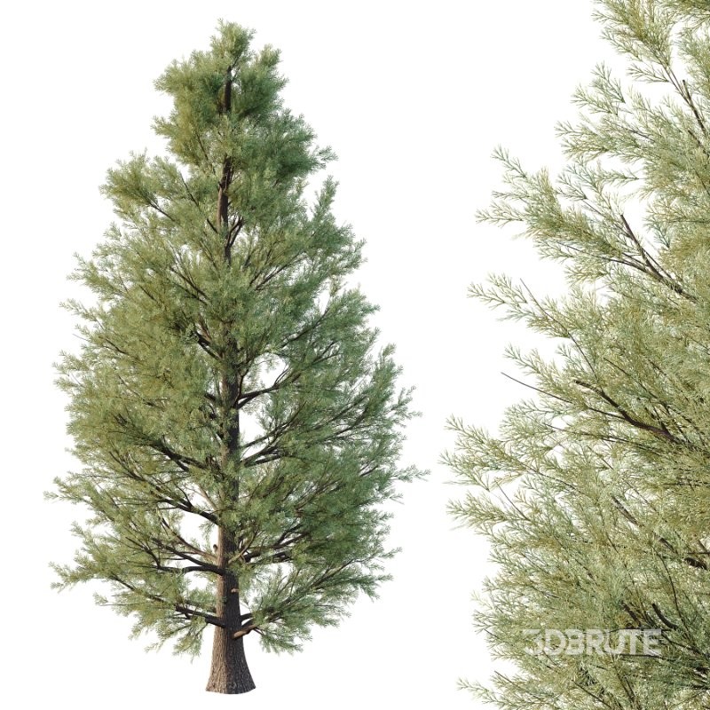 Eastern Red Cedar 02 Image 5