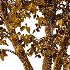 Diffrent Tilia platyphyllos Tree 001 - Thumbnail 6