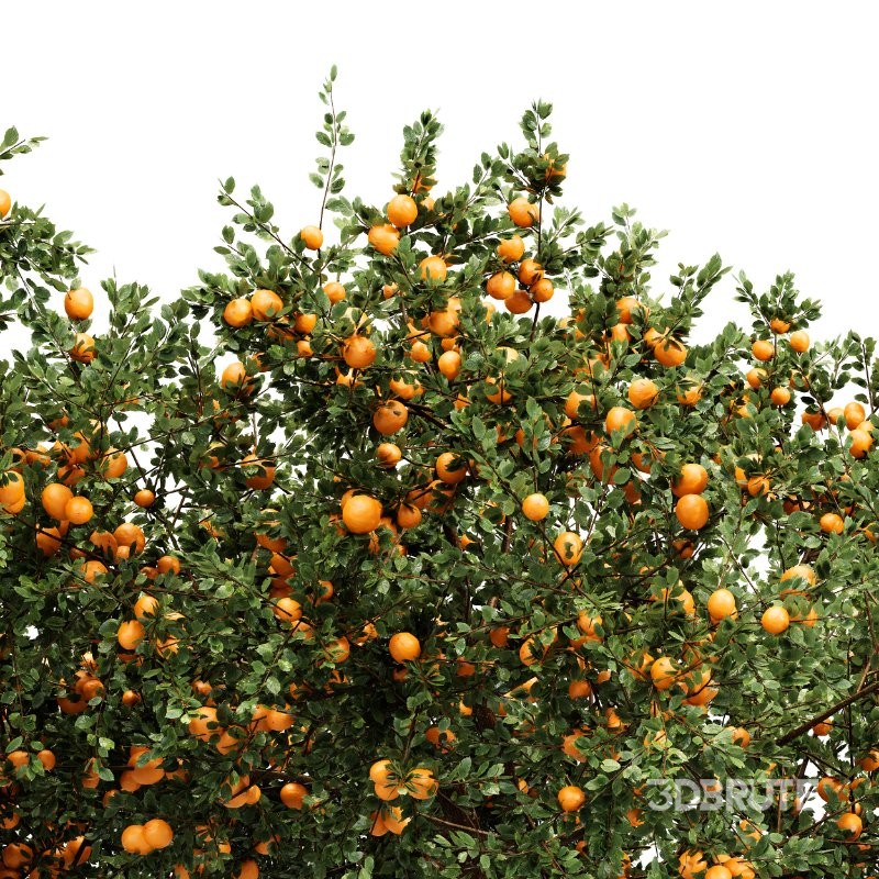 AV fruit trees Amygdalus Persica Peach and Orange tree Image 1