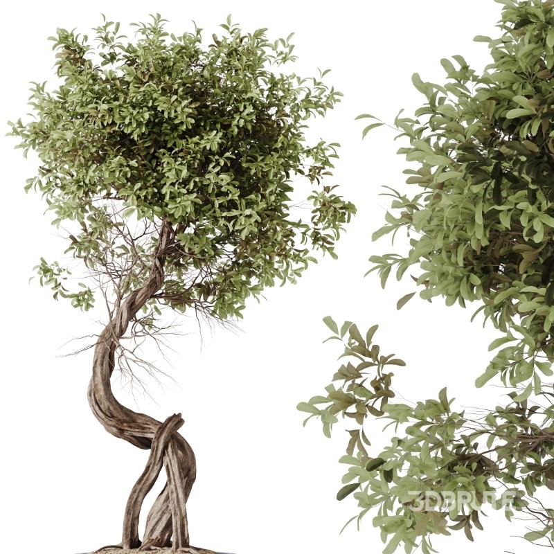 AV Indoor Plants Set 421 Ficus Microcarpa Bonsai Ginseng and Bonsai Pinus Pentaphylla Thunbergii Image 2