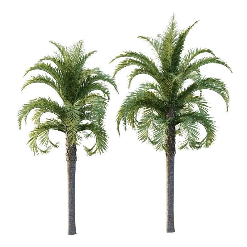 Curly Palm Tree 02 Image 3