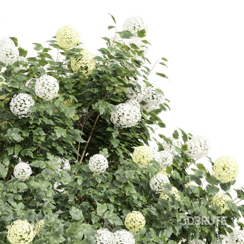ntal planting designs. The Viburnum complements them with its elegant rounded flowers and full, textured canopy that enhances naturalistic and decorative landscapes. Image 5