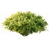 Spirea Japanese Bushes 01 - Thumbnail 4