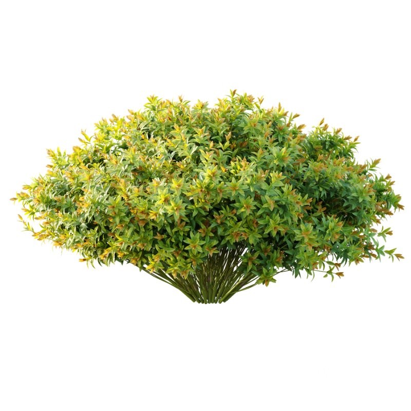 Spirea Japanese Bushes 01 Image 4