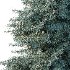 Blue Spruce Tree 02 - Thumbnail 2