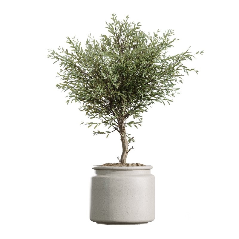 AV Indoor Plants Set 424 Yucca Palm and Elegant Monstera and Olive Tree and Euphorbia Drupifera Image 3