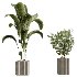 AV Indoor Plants Set 430 Eucalyptus Olive Banana Yucca Palm - Thumbnail 5