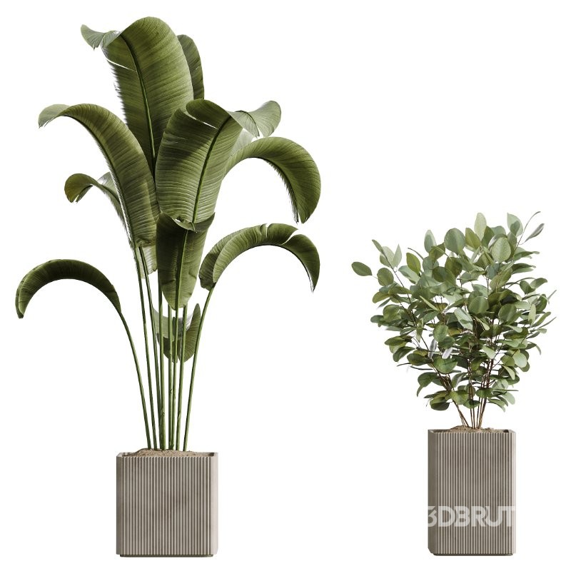 AV Indoor Plants Set 430 Eucalyptus Olive Banana Yucca Palm Image 5