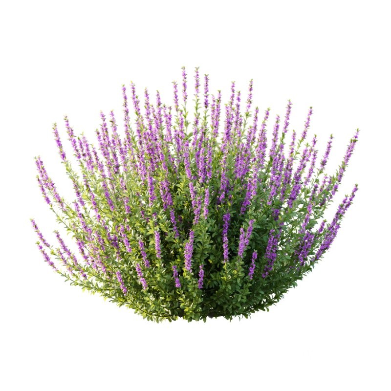 Leucophyllum frutescens Echium candicans Pride of Madeira Bush Image 3