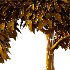 Diffrent Tree Tilia platyphyllos Celtis australis 01 - Thumbnail 6
