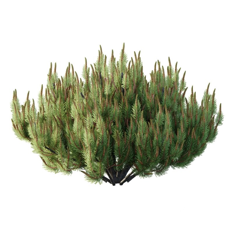 Diffrent Bush 02 Pinus Mugo Frutices Fortescue Euonymus Image 2