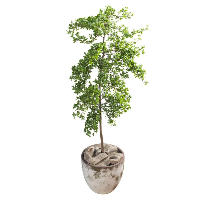 Bucida Buceras In Vintage Pot Image 2