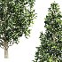 AV Carpinus Betulus 3 trees - Thumbnail 4