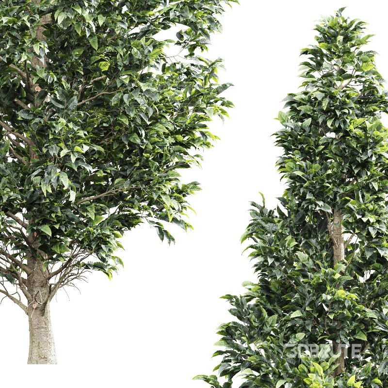 AV Carpinus Betulus 3 trees Image 4