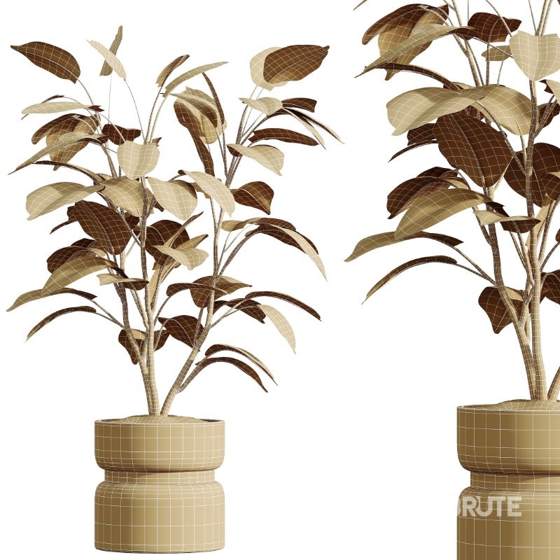 AV HousePlants set 419 Ficus Marginata and Japandi Minimalism and Banana Nicolai and Ficus lyrate Image 10