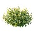 Spirea Japanese Bushes 05 - Thumbnail 4