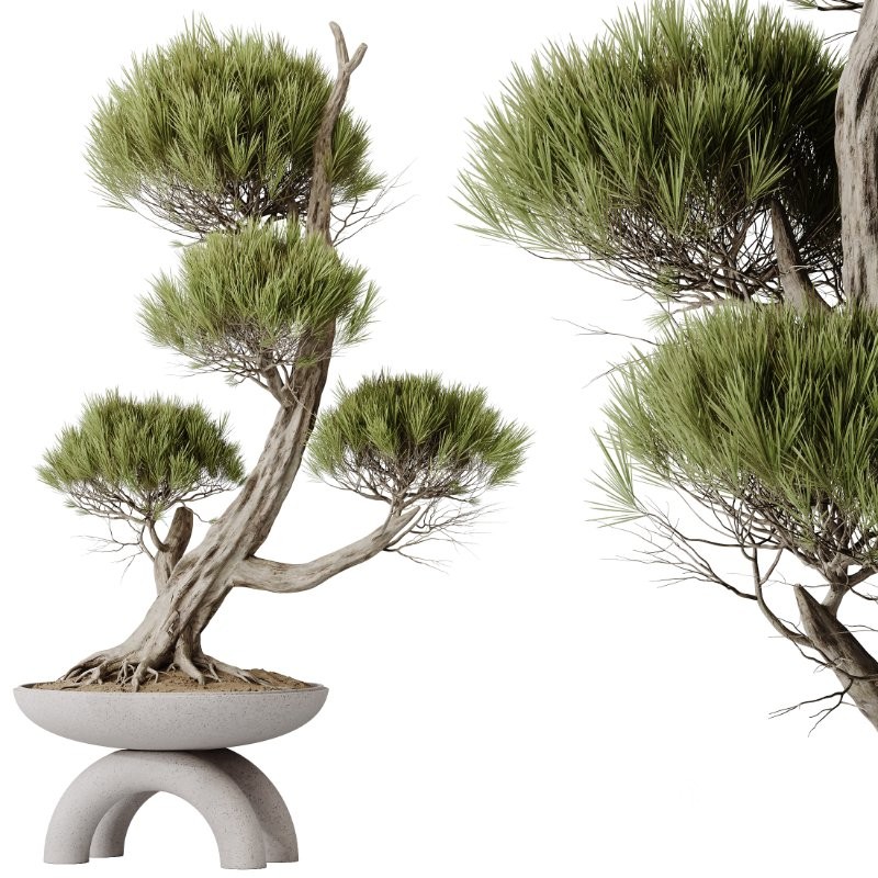 AV Indoor Plants Set 421 Ficus Microcarpa Bonsai Ginseng and Bonsai Pinus Pentaphylla Thunbergii Image 1
