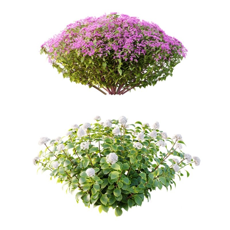 Diffrent Bush Spirea Japonica hydrangea arborescens Image 1