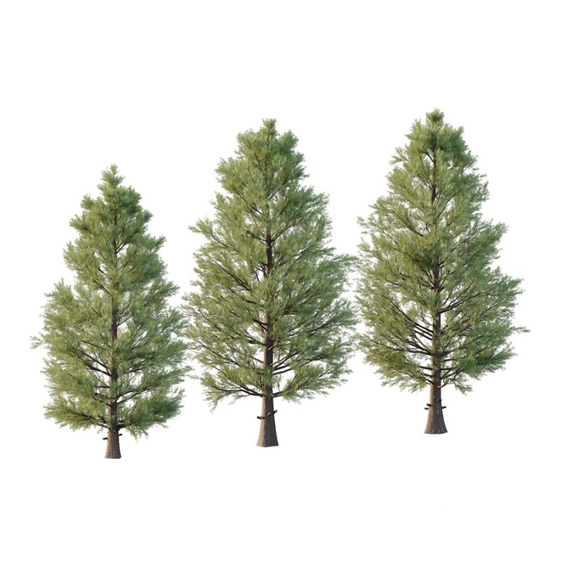 Eastern Red Cedar 01 Image 1