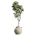 AV Indoor Plants Set 429 Palm Euphorbia Olive Ficus - Thumbnail 4