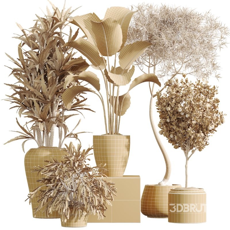 ntal tropical plants. Each model has been meticulously crafted to highlight the unique botanical identity of its species—from the lively fruit-bearing Calamondin Orange tree to the bold architectural leaves of Calathea Lutea, the delicate branching of Ficus Marginata, the lush vertical density of Areca Palm, and the dynamic linear foliage of Lemon Cane Dragon. Image 8