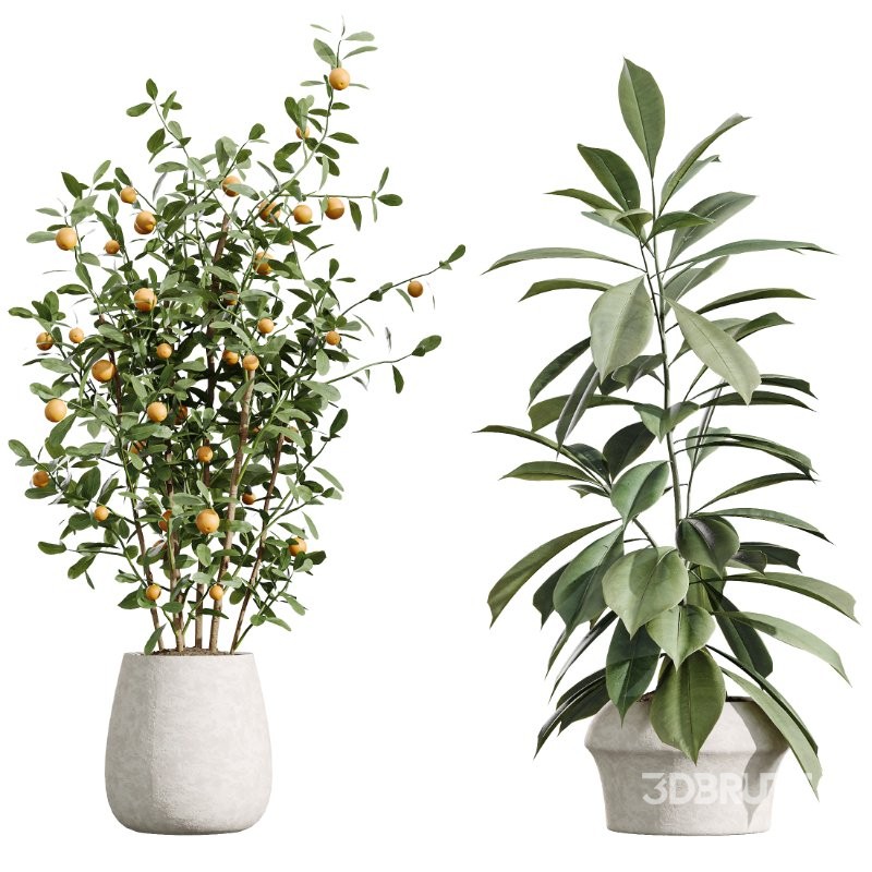 AV Indoor Plants Set 426 Ficus Fig Warneckii Sansevieria Orange Image 6