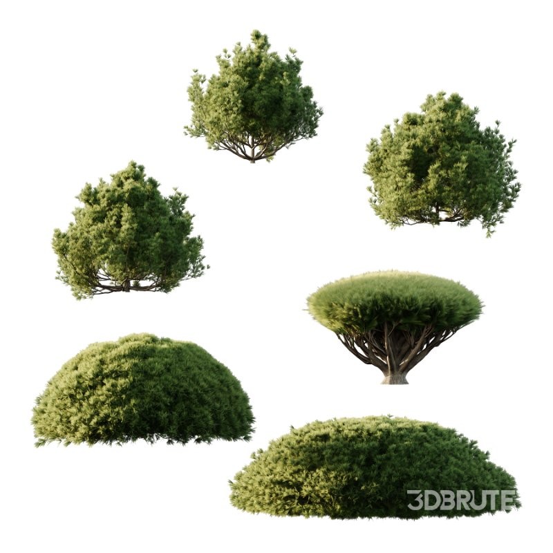 Pinus Mugo Bush 007 Image 2