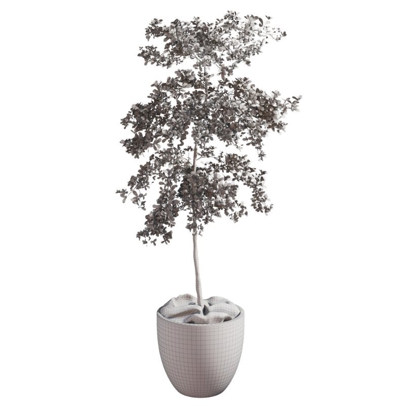 Bucida Buceras In Vintage Pot Image 1