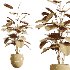 AV Indoor Plants Set 436 Ficus lyrata Areca Cat Reed Palm Ficus Elastica Olive tree Ficus macrocarpa - Thumbnail 8