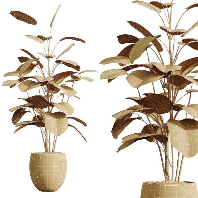 AV Indoor Plants Set 436 Ficus lyrata Areca Cat Reed Palm Ficus Elastica Olive tree Ficus macrocarpa Image 8