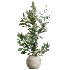AV Indoor Plants Set 429 Palm Euphorbia Olive Ficus - Thumbnail 2
