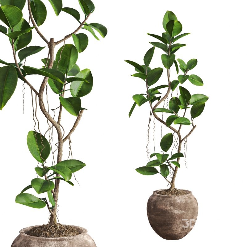 Ficus Elastica Plant Clay Stone Pot Image 4