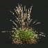 ntal grass set. Featuring the iconic Calamagrostis Acutiflora ‘Karl Foerster’—known for its tall, upright plumes—and the soft, arching forms of Stipa Arundinacea (Anemanthele Lessoniana), this collection captures the subtle beauty and dynamic movement of real-world meadow vegetation. - Thumbnail 7