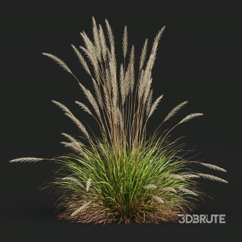 ntal grass set. Featuring the iconic Calamagrostis Acutiflora ‘Karl Foerster’—known for its tall, upright plumes—and the soft, arching forms of Stipa Arundinacea (Anemanthele Lessoniana), this collection captures the subtle beauty and dynamic movement of real-world meadow vegetation. Image 7