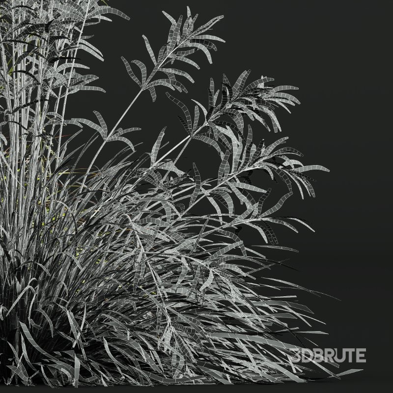 ntal grass collection featuring Stipa Arundinacea ‘Sweet’ and Carex Elata ‘Aurea’. This set combines the airy, flowing character of Stipa with the dense, arching structure and fresh golden-green tones of Carex, creating a natural balance that works beautifully in contemporary gardens, parks, urban landscapes, and architectural visualizations. Image 9