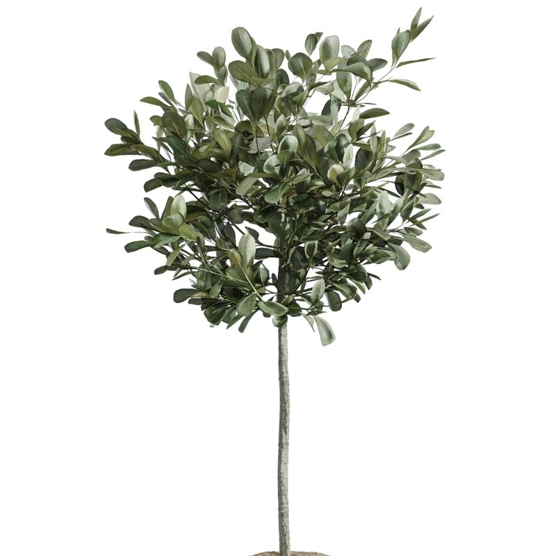 AV Indoor Plants Set 417 Olive Tree and Ficus microcarpa and Zamioculcas Zamiifolia and Ficus Marginata Image 4