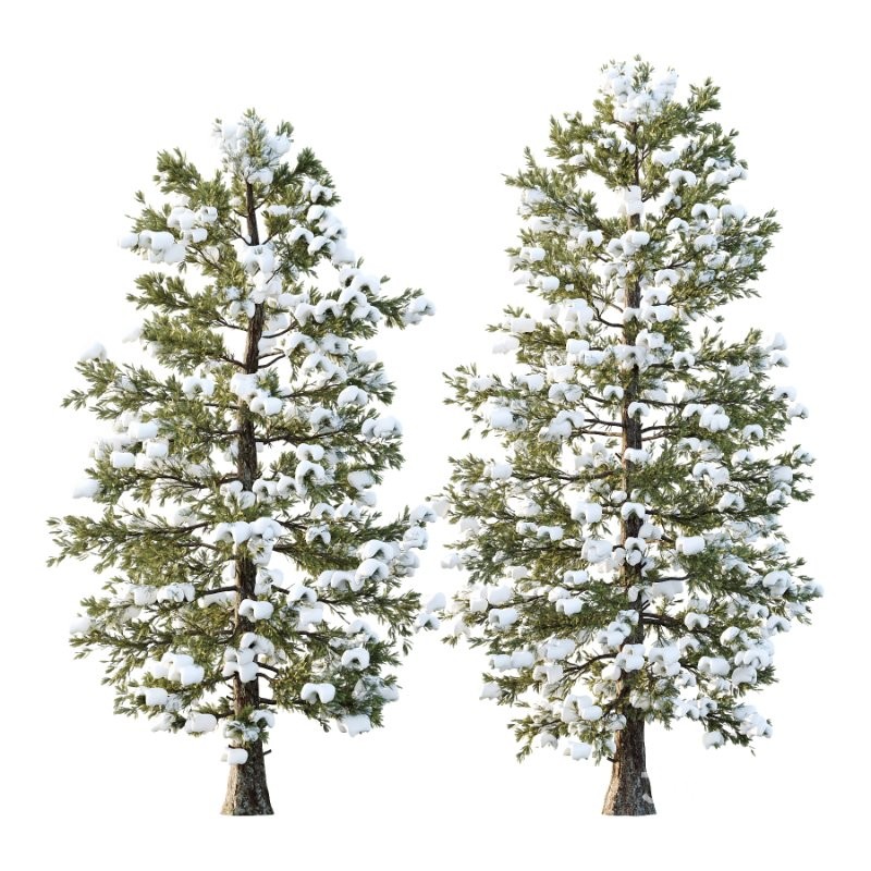 Douglas Fir Winter Tree 03 Image 1